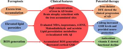 Ferroptosis, a Potential Therapeutic Target in Alzheimer’s Disease